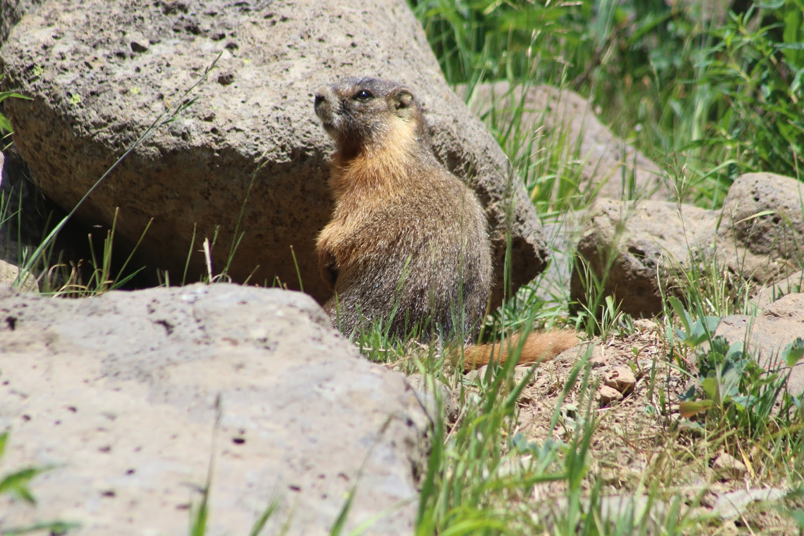 Marmot mesa deals
